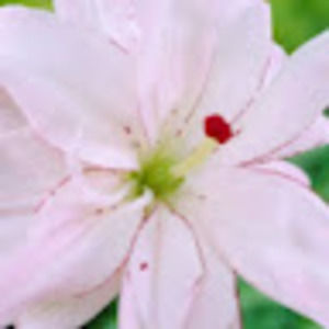 Meet your Posher, Tracy